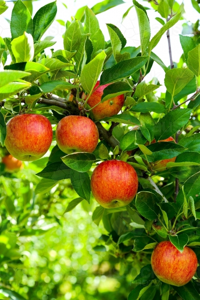 Braeburn apples ripe and ready to pick at Bilpin in the Blue Mountains : Austockphoto Braeburn apples ripe and ready to pick at Bilpin in the Blue Mountains - Australian Stock Image
