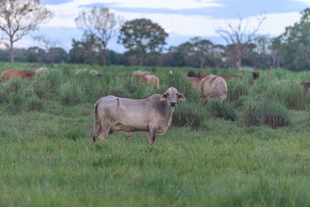 Brahman Cattle - Australian Stock Image
