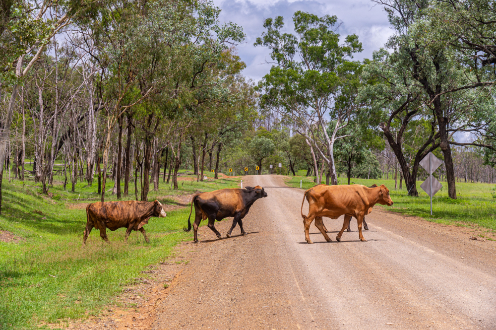 Brahman cattle crossing a gravel country road with dangerous bend warning signs in the background - Australian Stock Image