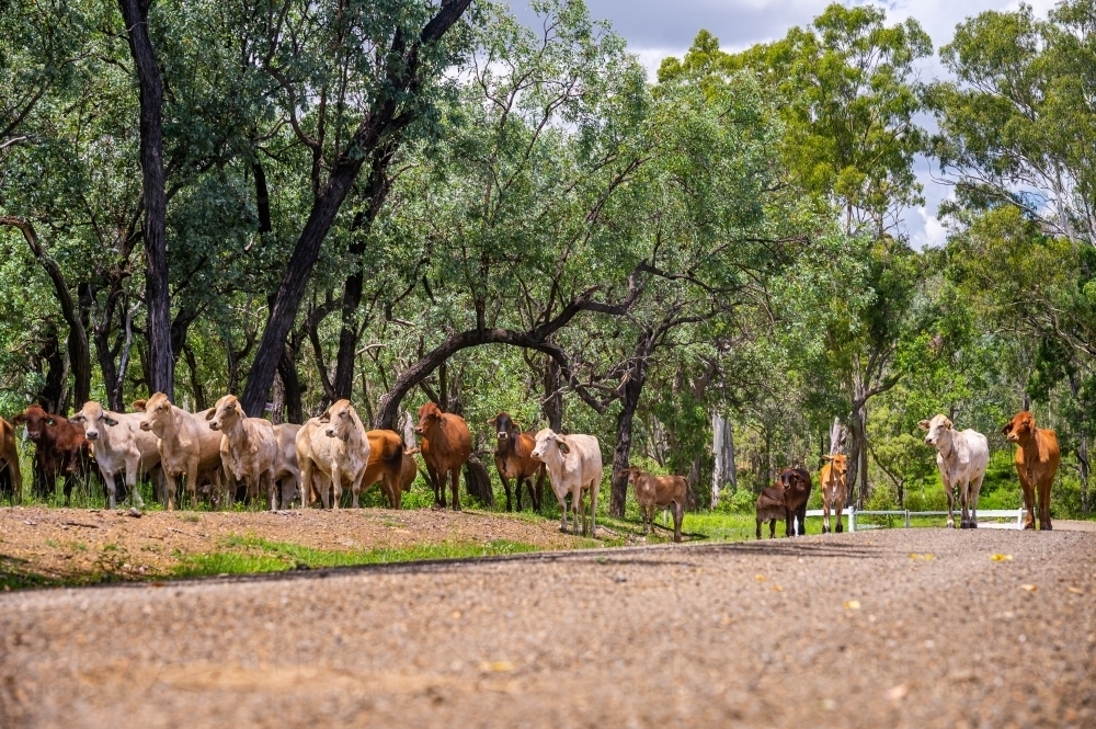 Brahman cattle grazing in the shade in summer - Australian Stock Image