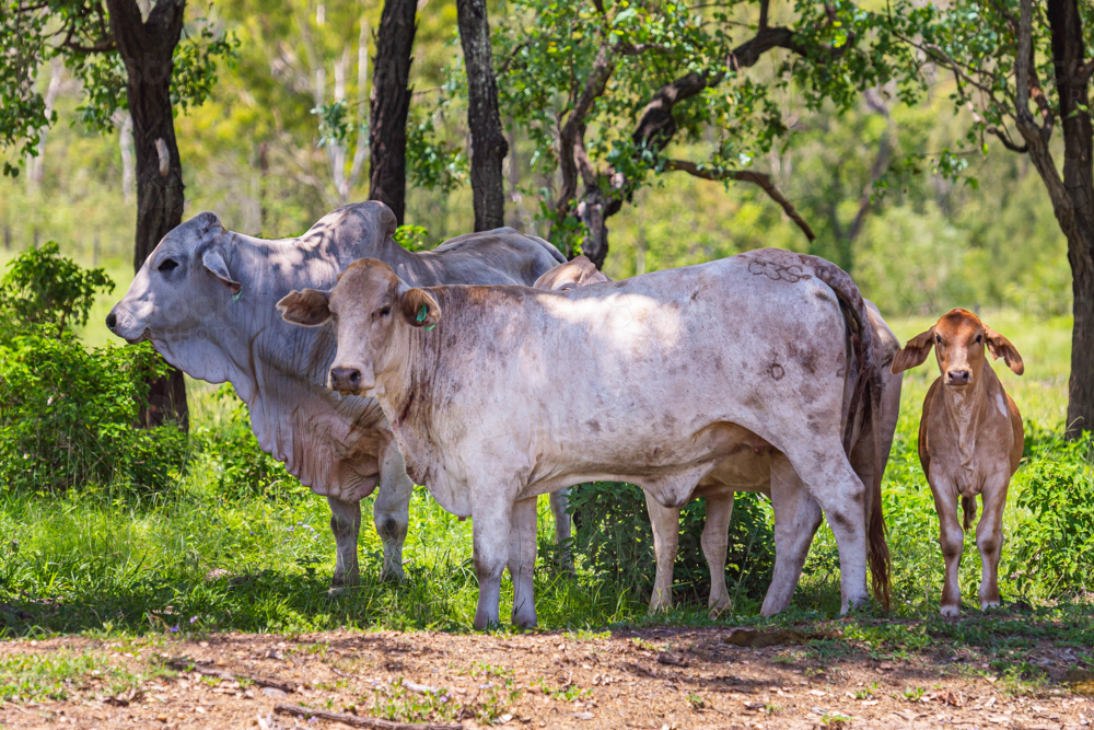 Brahman cattle grazing in the shade in summer - Australian Stock Image