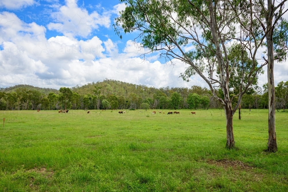 Brahman cattle in green grazing grass field - Australian Stock Image