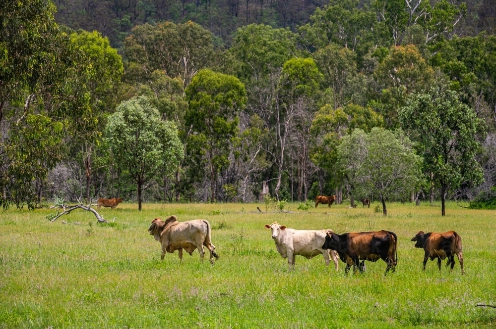Image of Brahman cattle in tall green grazing grass field with trees in the background