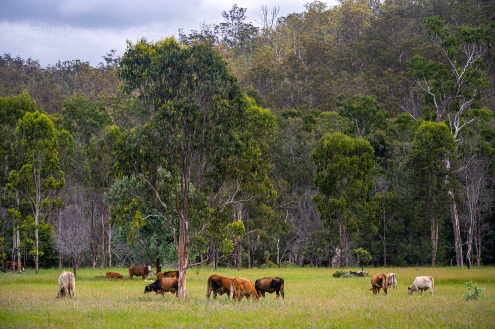 Brahman cattle in tall green grazing grass field with trees in the background - Australian Stock Image