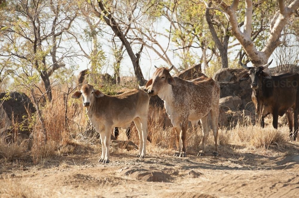 Brahman cattle in the Kimberley - Australian Stock Image