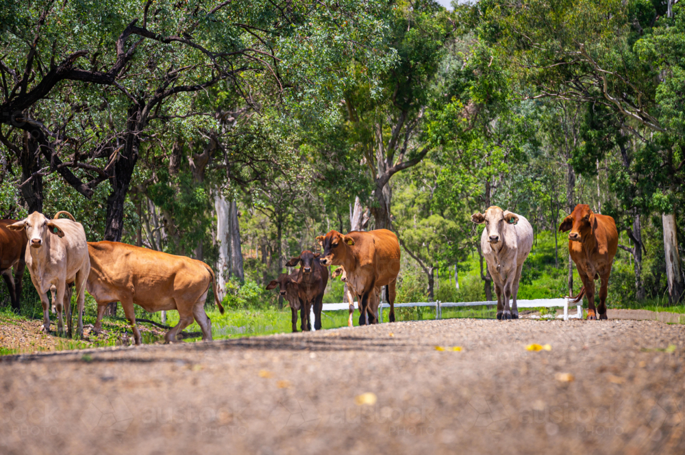 Brahman cattle on a gravel country road with trees in the background in summer - Australian Stock Image