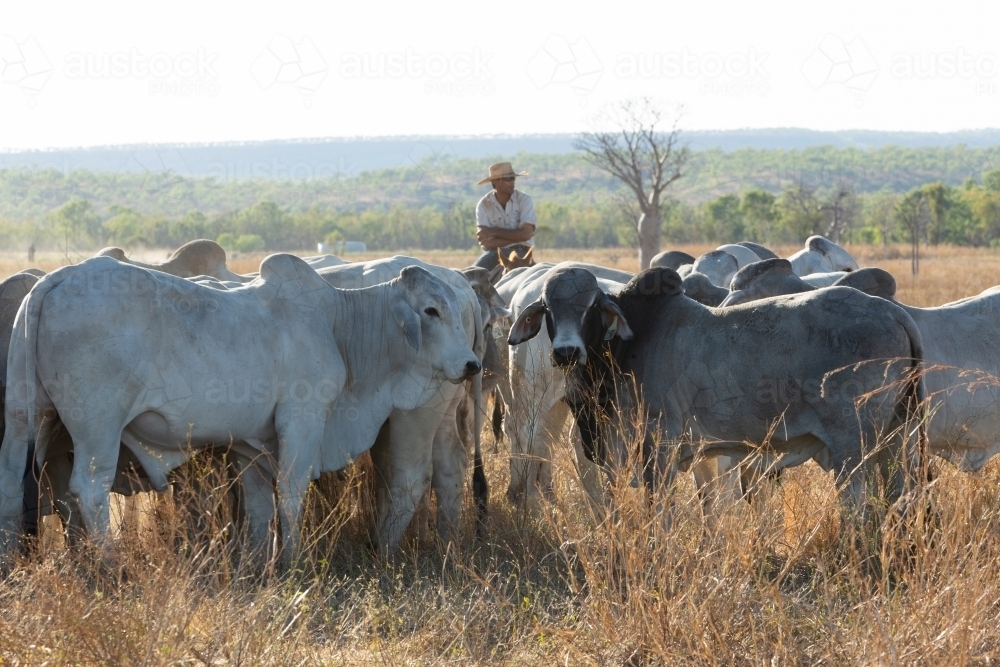 Image of Brahman cattle with stockman behind them - Austockphoto