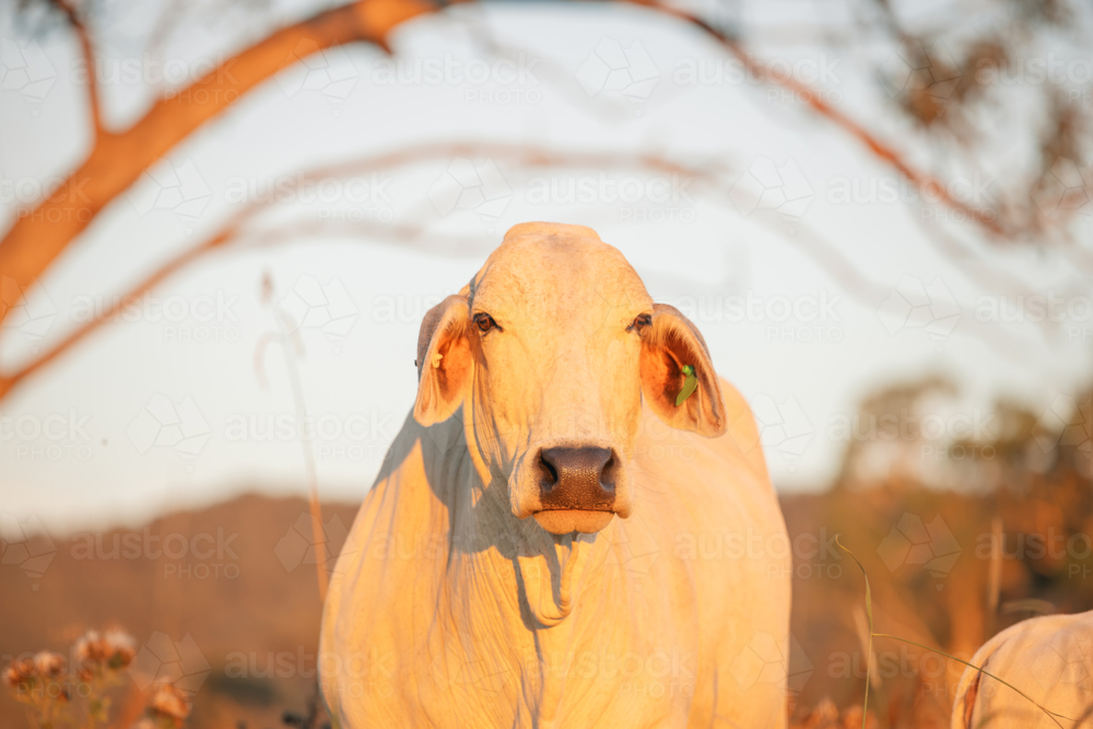 Brahman cow standing in field in warm afternoon sunlight - Australian Stock Image