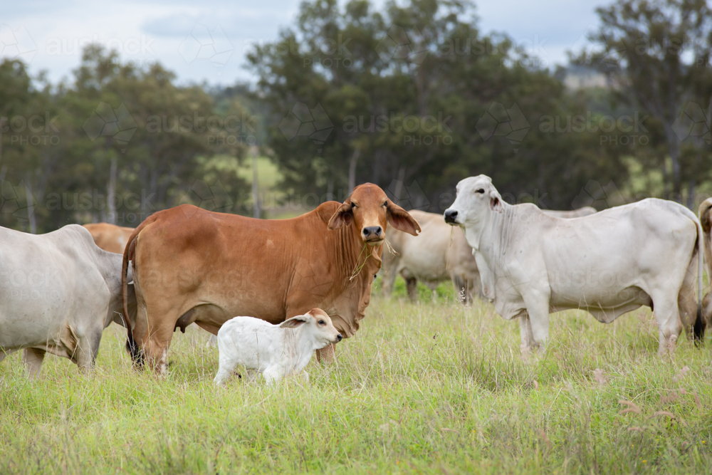 Brahman cows with a calf - Australian Stock Image