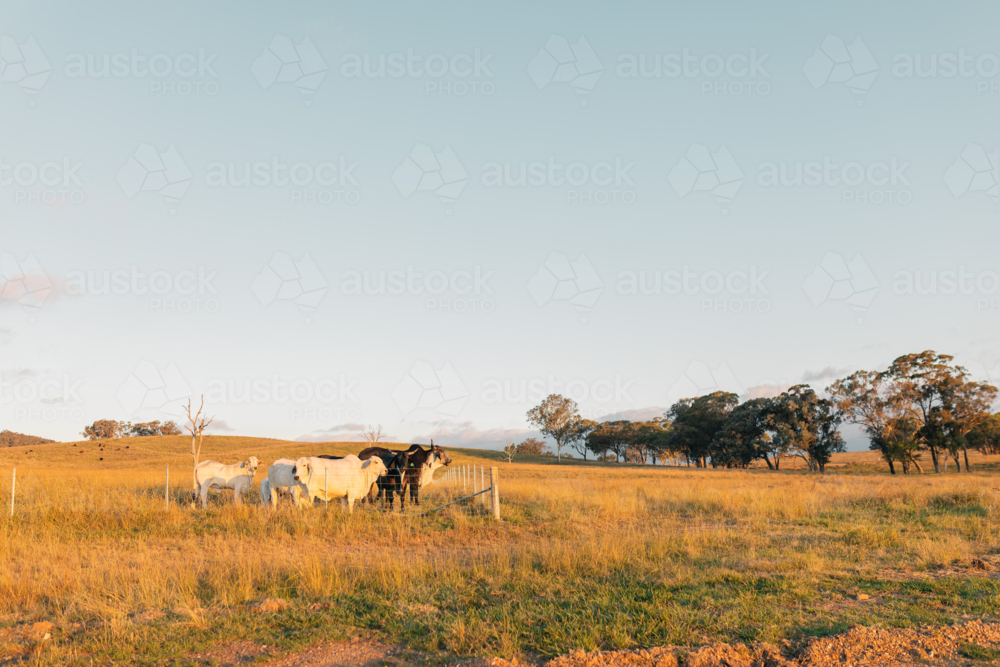 Brahman cows with calves in paddock in rural New South Wales - Australian Stock Image