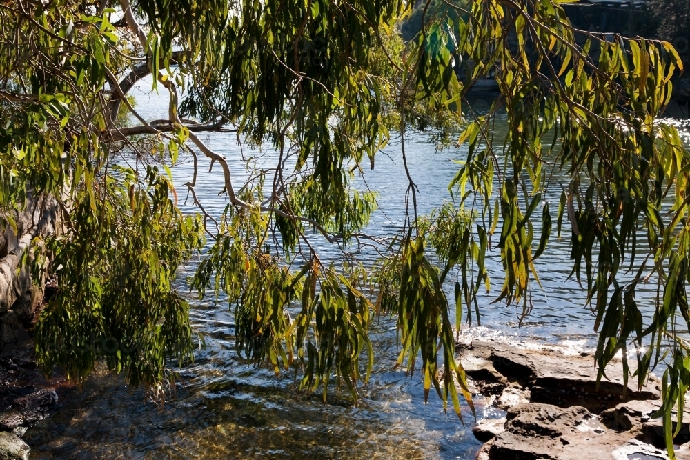 Branch and gum leaves hanging over water and rock - Australian Stock Image