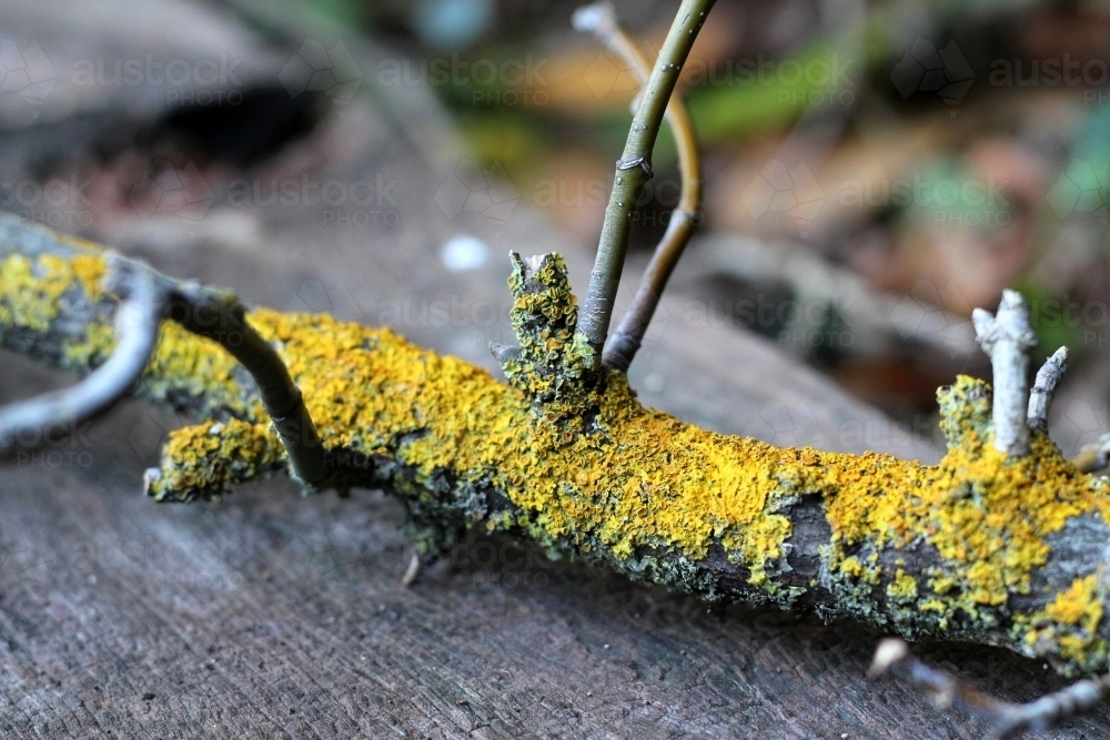 Branch covered in yellow fungus - Australian Stock Image