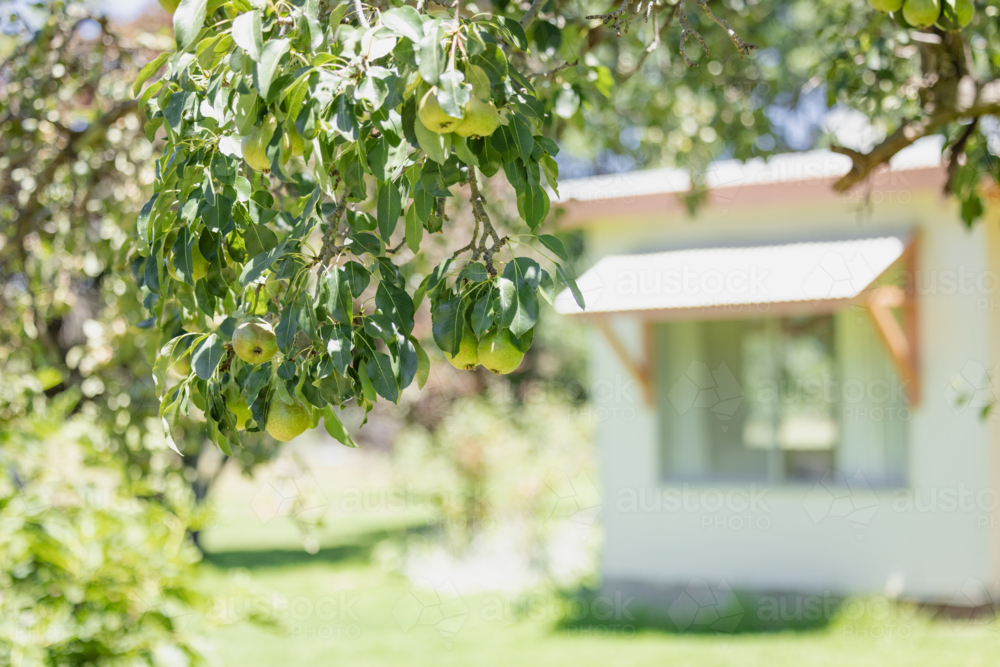 Branch of ripe pears against sunlit house and garden background - Australian Stock Image