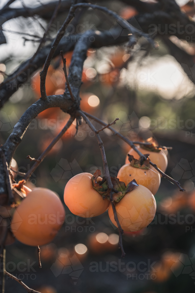 Branch with ripe orange persimmons - Australian Stock Image