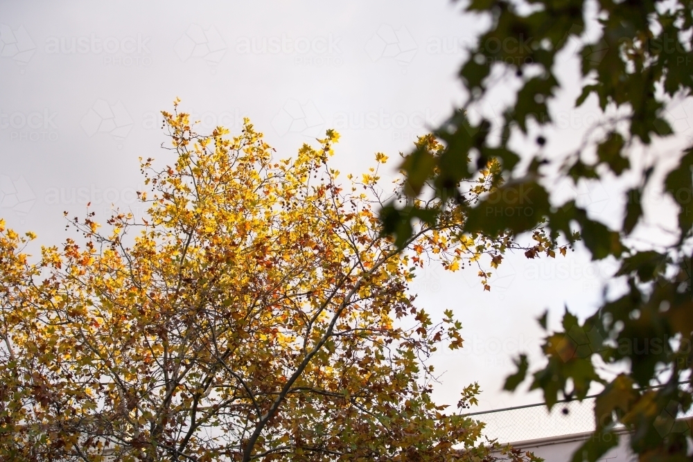 branches and leaves in autumn - Australian Stock Image