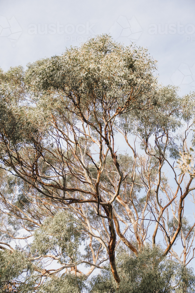 branches lit by a golden sunrise - Australian Stock Image