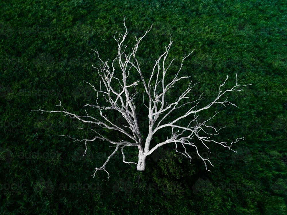 Branches of a dead white tree stark against green grass - Australian Stock Image