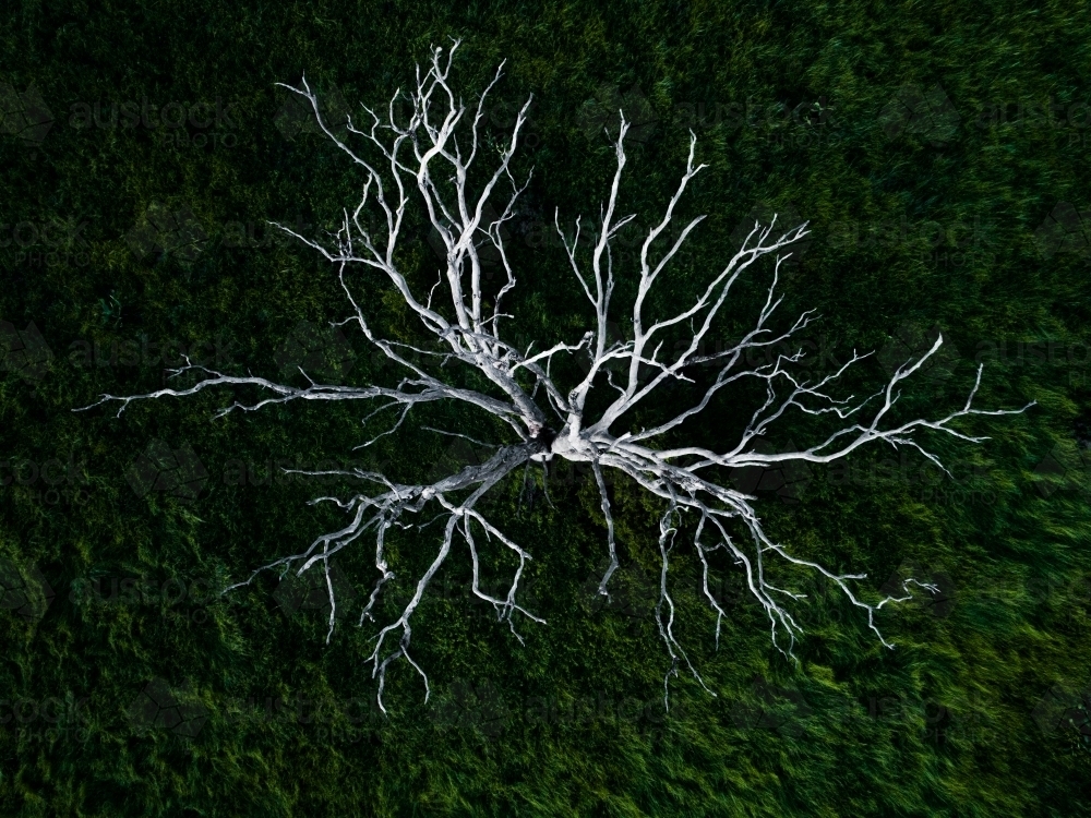 Branches of a dead white tree stark against green grass - Australian Stock Image