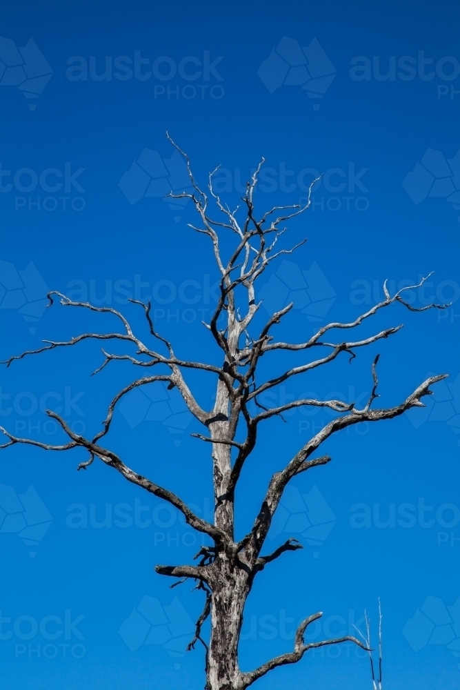 Branches of a dried tree reaching up to the clear blue sky - Australian Stock Image