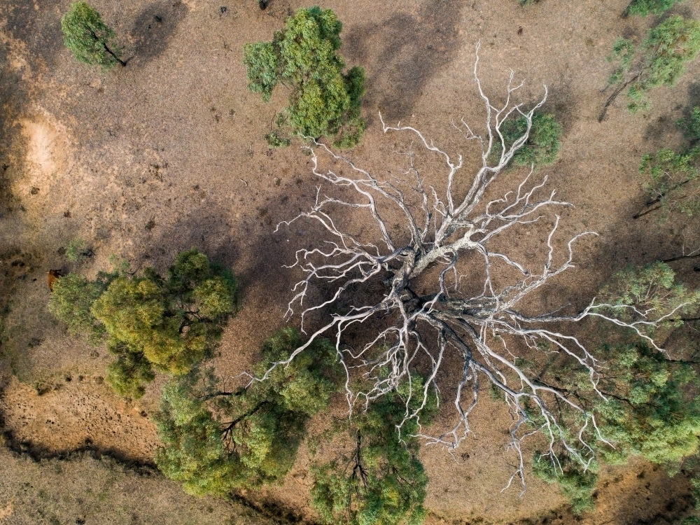 Branches of dead tree reaching to the sky - Australian Stock Image