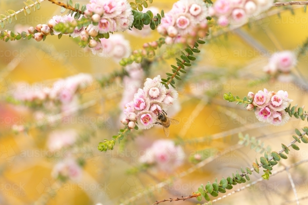 branches of pink flowers with a bee - Australian Stock Image