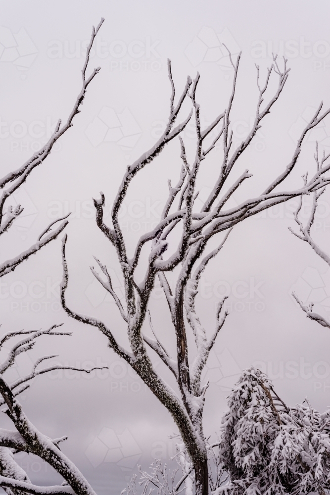 branches with snow - Australian Stock Image