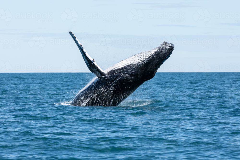 Breaching Humpback Whale at the Mackerel Islands, Onslow - Australian Stock Image