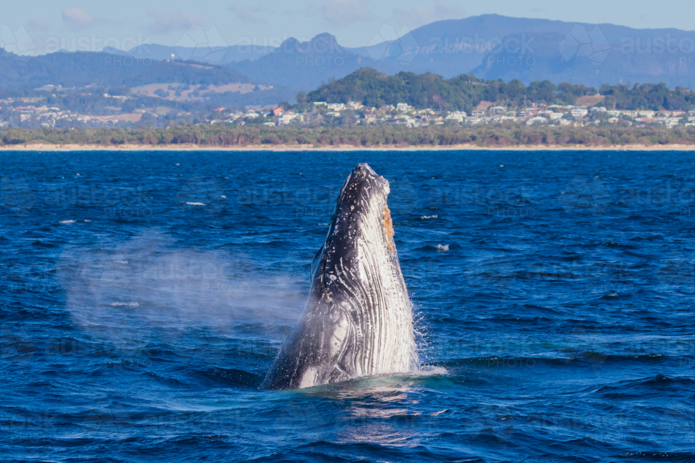 Breaching humpback Whale off the Tweed Coast - Australian Stock Image
