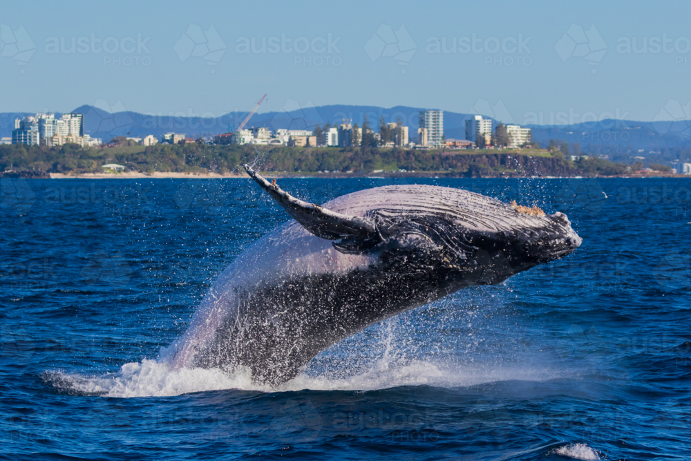 Breaching Whale off the Tweed Coast - Australian Stock Image