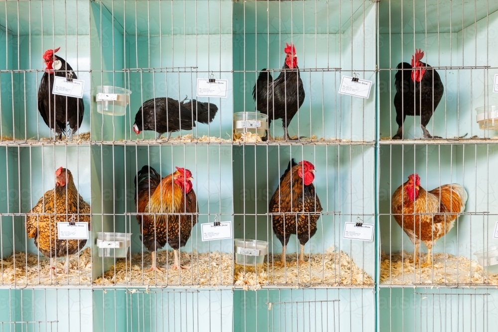 Image of Breeds of chooks in cages at local country show - Austockphoto