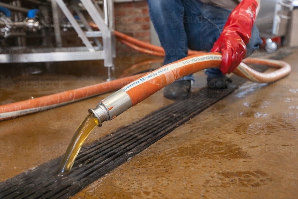Brewer pouring waste water down drain at a microbrewery - Australian Stock Image