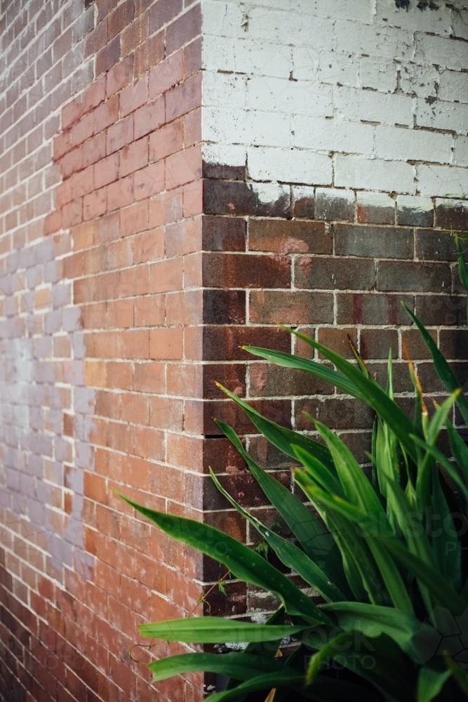 Brick building and green plant - Australian Stock Image