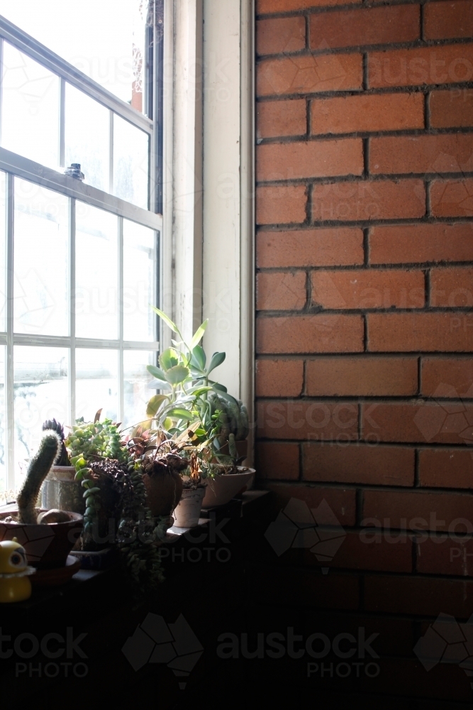 Brick wall and window with succulent plants on ledge - Australian Stock Image