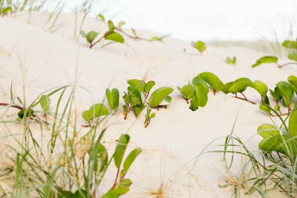 Bright close up of sand dune with green railroad vine running along sand and seagrass - Australian Stock Image