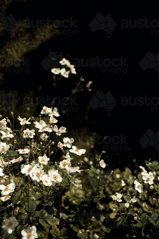 Bright cluster of white flowers with yellow centres stands out against a dark, leafy background - Australian Stock Image