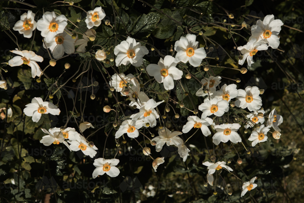 Bright cluster of white flowers with yellow middle stands out against a dark, leafy background - Australian Stock Image