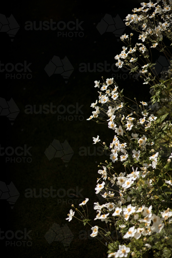 Bright cluster of white flowers with yellow middle stands out against a dark, leafy background - Australian Stock Image