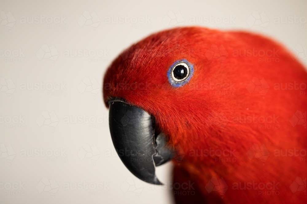 Bright colorful female eclectus parrot (eclectus roratus) - Australian Stock Image