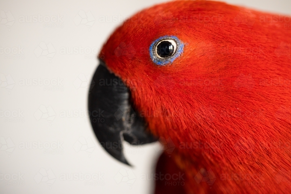 Bright colorful female eclectus parrot (eclectus roratus) - Australian Stock Image