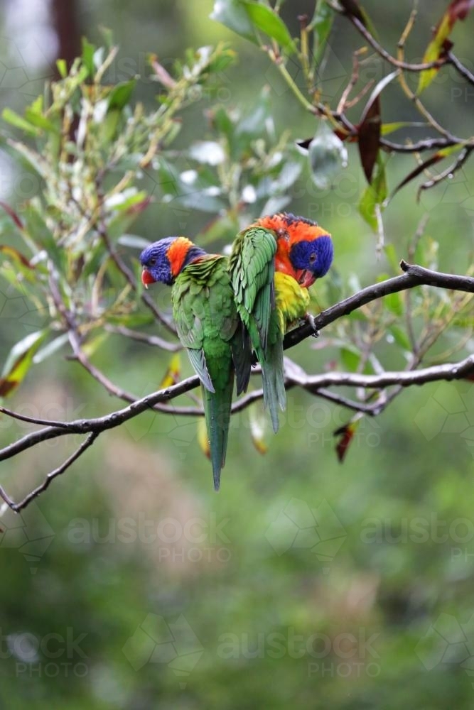 Bright coloured Rainbow Lorikeets in a tree - Australian Stock Image