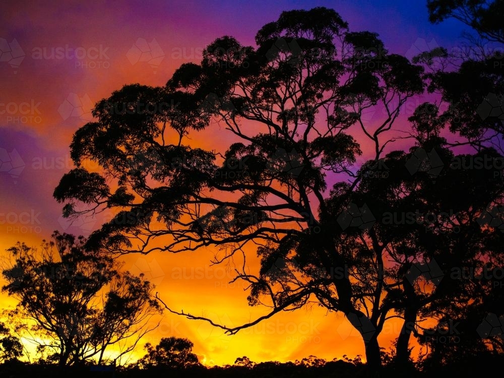 Bright coloured sunset with trees silhouetted in foreground - Australian Stock Image