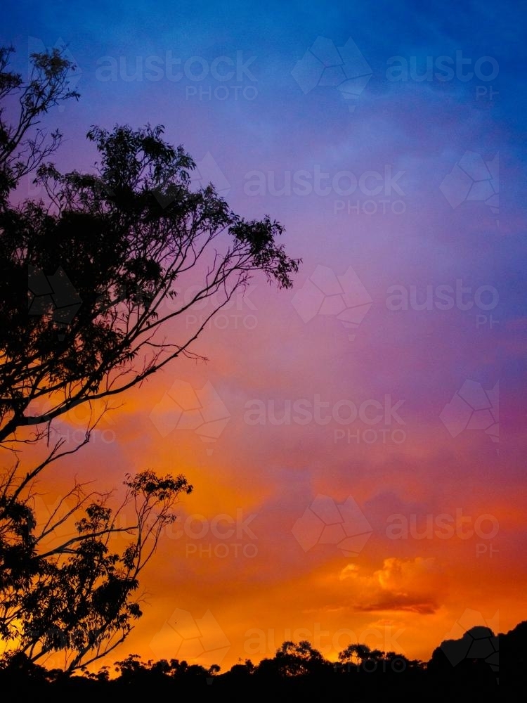 Bright colourful sunset with tree silhouette - Australian Stock Image