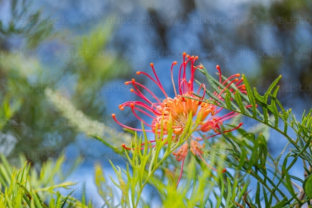 Bright flower amongst green leaves of native Australian grevillea bush - Australian Stock Image
