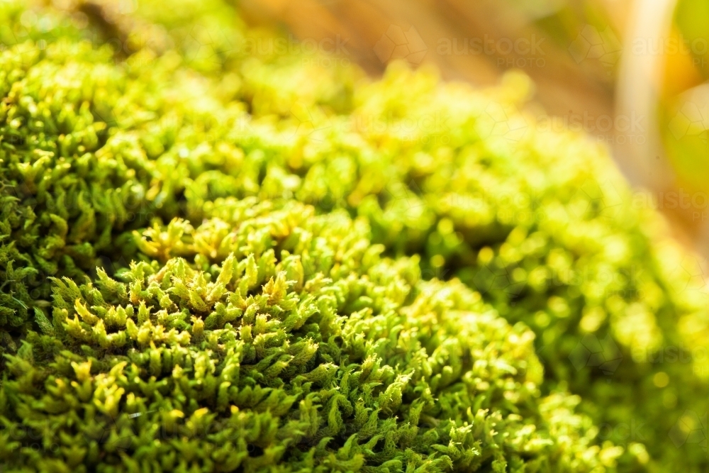 Bright green moss in the sunlight - Australian Stock Image