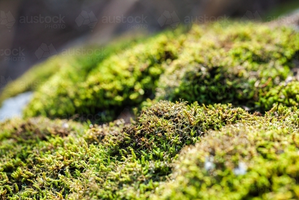 Bright green moss in the sunlight - Australian Stock Image