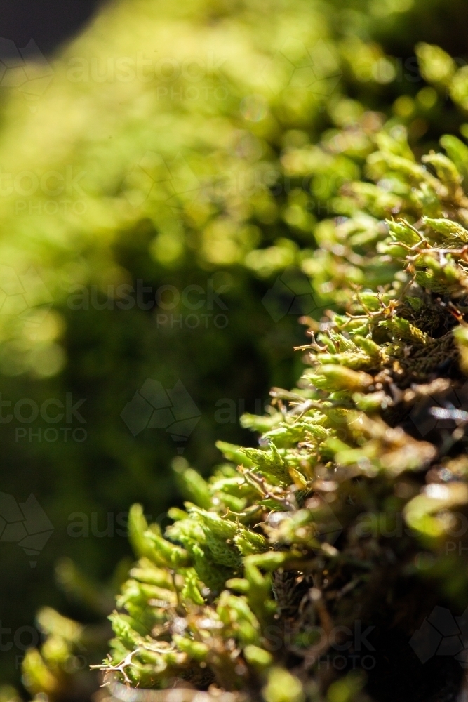Bright green moss in the sunlight - Australian Stock Image