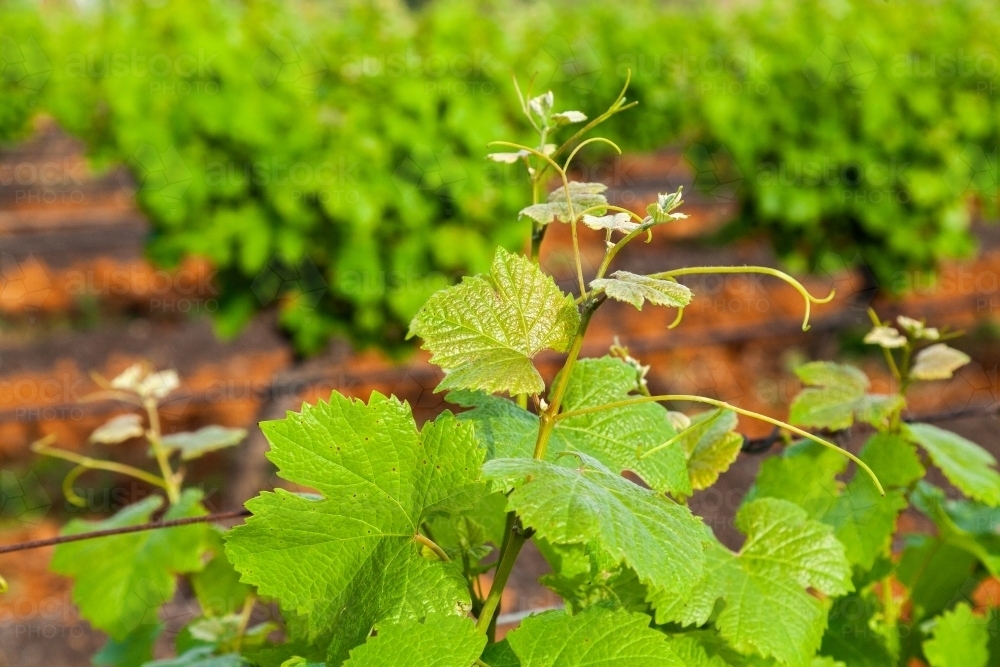 Bright green vines in spring vineyard - Australian Stock Image