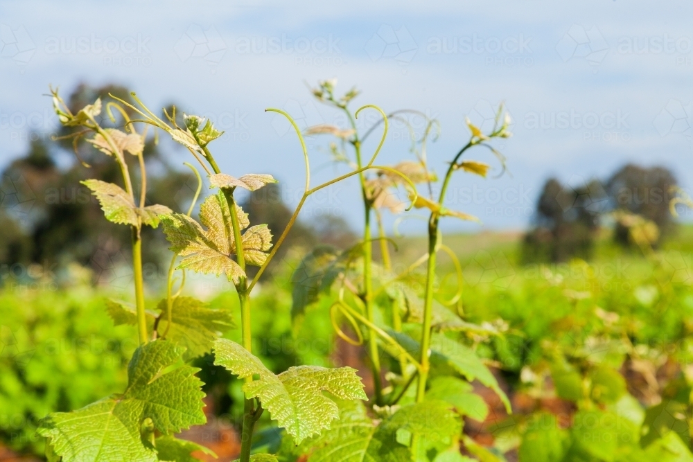 Bright green vines in spring vineyard - Australian Stock Image