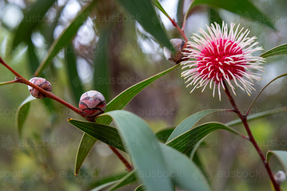 Bright hakea flower and pods - Australian Stock Image