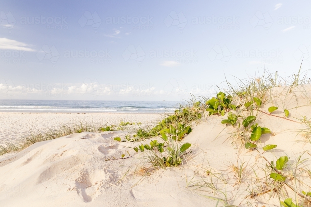Bright image of sand dune with green railroad vine, beach, ocean and blue sky in the background - Australian Stock Image
